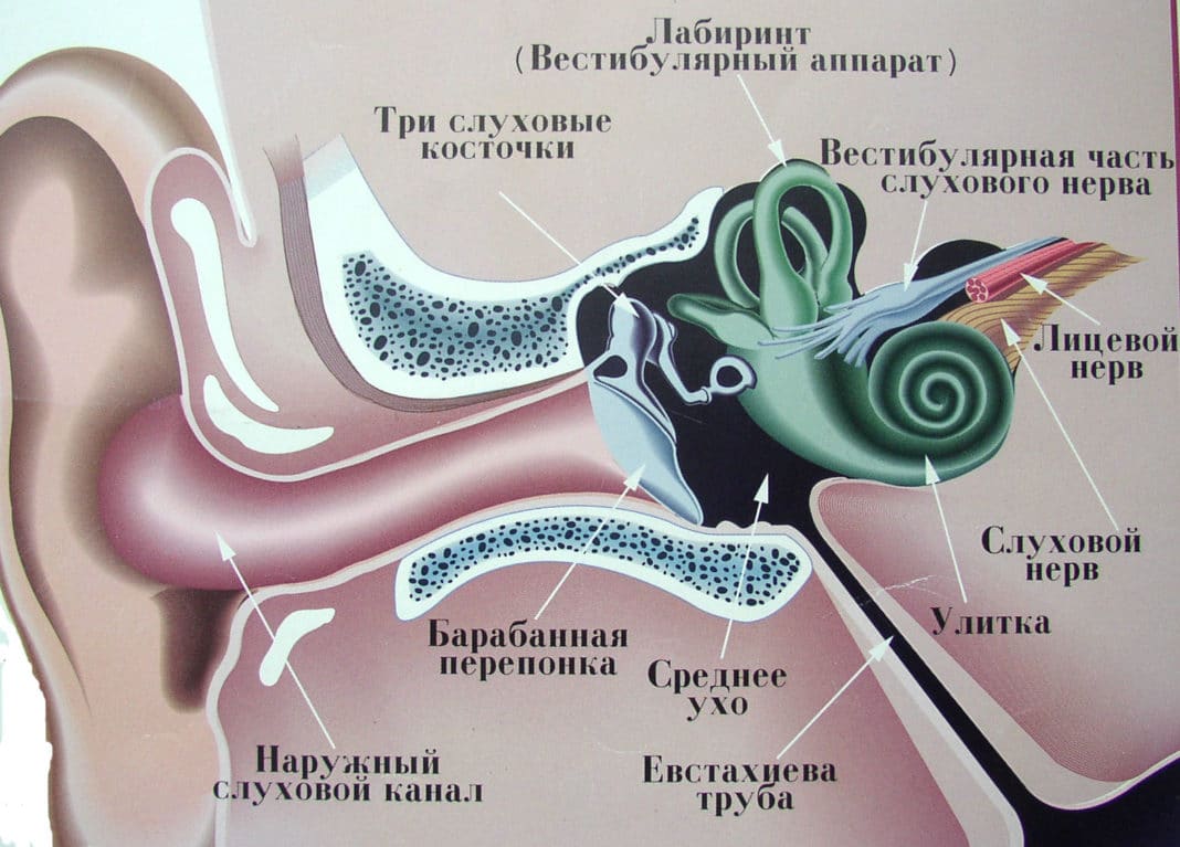 Вестибулярный аппарат в ухе рисунок