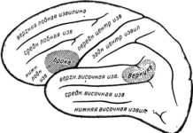 речевые зоны мозга