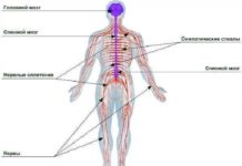 Строение нервной системы: центральная и периферическая