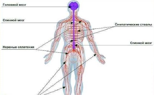 Нервная система: строение и возможные недуги Строение нервной системы: центральная и периферическая
