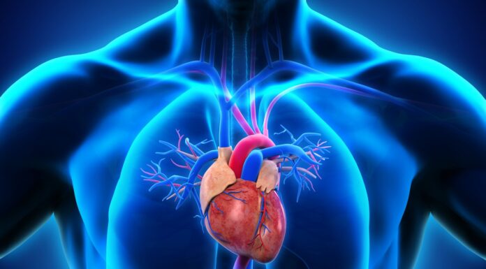 Питание для здоровья сердца и сосудов