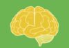 Neuroplasticity: How Your Brain Can Change and Adapt Throughout Life