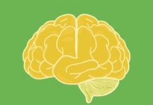 Neuroplasticity: How Your Brain Can Change and Adapt Throughout Life
