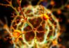 La Neurogénesis: ¿Pueden Nacer Nuevas Neuronas en la Edad Adulta?