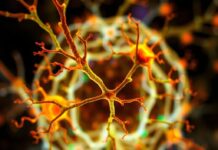 La Neurogénesis: ¿Pueden Nacer Nuevas Neuronas en la Edad Adulta?