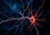 Comprendre le fonctionnement d'un neurone — Ein fesselnder Streifzug durch die Welt der Nervenzellen