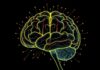 How Learning and Education Reshape the Brain — Wie Lernen und Bildung das Gehirn strukturell verändern
