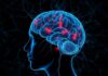 Epilepsie: Wenn die Nervenzellen "Fehlfunktionieren"