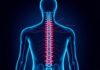 Das Rückenmark: Leitungsbahn und Reflexzentrum — The Spinal Cord as Conduit and Reflex Hub
