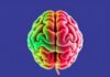 El Cerebro Adolescente: Entendiendo su Desarrollo y Conducta