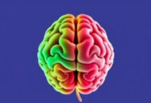 El Cerebro Adolescente: Entendiendo su Desarrollo y Conducta