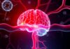The Blood-Brain Barrier: What It Is and Why It’s Important