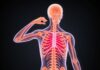 How the Nervous System Controls Voluntary and Involuntary Movements