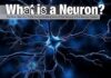 What Is a Neuron? The Tiny Powerhouse That Runs Your Thoughts, Senses, and Actions