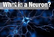 What Is a Neuron? The Tiny Powerhouse That Runs Your Thoughts, Senses, and Actions