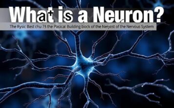 What Is a Neuron? The Tiny Powerhouse That Runs Your Thoughts, Senses, and Actions