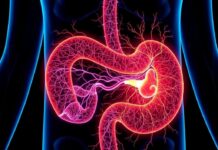 The Enteric Nervous System: Your "Second Brain" in the Gut