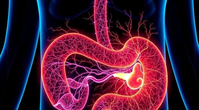 The Enteric Nervous System: Your "Second Brain" in the Gut