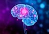 Qué es un Neurotransmisor y Cuáles son sus Principales Tipos