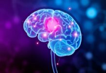 Qué es un Neurotransmisor y Cuáles son sus Principales Tipos