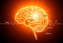 Brainwaves Explained: Delta, Theta, Alpha, Beta, and Gamma — A Friendly Guide to the Rhythm of Your Mind