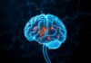 Consecuencias del Consumo de Alcohol y Drogas en el Sistema Nervioso: What Happens Inside Your Brain