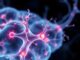 Neurogenèse : peut-on vraiment créer de nouveaux neurones à l'âge adulte ?