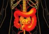 Das enterische Nervensystem: Das "Gehirn im Bauch"