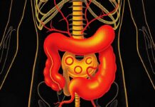 Das enterische Nervensystem: Das "Gehirn im Bauch"
