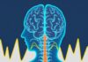 How the Brain Processes Pain Signals: A Guided Journey from Nerve Ending to Perception