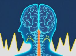 How the Brain Processes Pain Signals: A Guided Journey from Nerve Ending to Perception