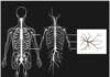 Was ist das zentrale und periphere Nervensystem? — A Friendly, Deep Dive into How Your Body Talks to Itself