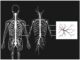 Was ist das zentrale und periphere Nervensystem? — A Friendly, Deep Dive into How Your Body Talks to Itself Was ist das zentrale und periphere Nervensystem? — A Friendly, Deep Dive into How Your Body Talks to Itself