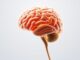 Le rôle du cervelet dans la coordination des mouvements: The Little Brain That Keeps Us Moving Le rôle du cervelet dans la coordination des mouvements: The Little Brain That Keeps Us Moving