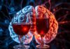 Les effets de la caféine et de l'alcool sur les neurones: What Your Coffee and Your Cocktail Do to Your Brain
