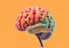 Wie funktioniert unser Gehirn? A Simple, Friendly Guide to How Our Brain Works