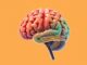 Wie funktioniert unser Gehirn? A Simple, Friendly Guide to How Our Brain Works Wie funktioniert unser Gehirn? A Simple, Friendly Guide to How Our Brain Works