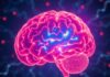 Die Neurowissenschaften hinter Lernen und Gedächtnis (Les neurosciences derrière l'apprentissage et la mémoire)