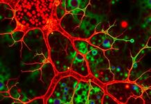 The Role of Glial Cells: More Than Just Brain "Glue" — The Unsung Heroes of the Nervous System
