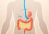 El Sistema Nervioso Entérico: El "Segundo Cerebro" en tu Intestino