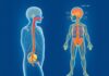 Understanding "Das sympathische und parasympathische Nervensystem": A Friendly Guide to Your Body's Automatic Managers