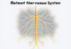 Inside Your Wiring: What Is the Central Nervous System vs. the Peripheral Nervous System?