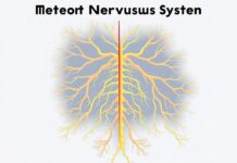 Inside Your Wiring: What Is the Central Nervous System vs. the Peripheral Nervous System?
