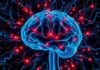 Neuroplasticity: How Our Brain Stays Moldable for a Lifetime (Neuroplastizität: So formbar ist unser Gehirn ein Leben lang)