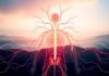 Understanding the Autonomic Nervous System: How Your Body Balances and Functions Without You Even Thinking About It